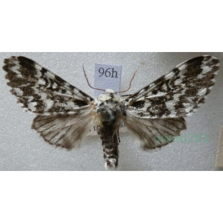 Panthea coenobita (Esper, 1785) male Światowidka samotnica Czech96h